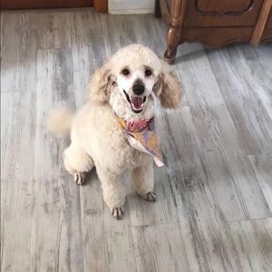 Meet your Posher, Abigail